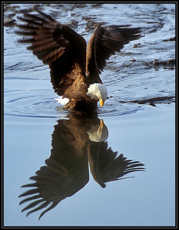 Arend in het water
